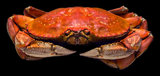 San Francisco Crabbing offers a Pot Full of Dungeness Crabs, and maybe limits of Salmon or Rockfish & Lingcod for hungry Bay Area fishermen.